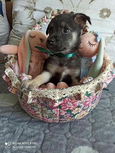 такса собака купить: Собака даром: Дворняжка, 1 месяц, Самец, С прививкой — 2