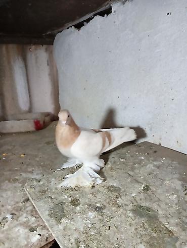 Птицы: Продаю молодых голубей 1 шт стоит пятьсот сом окончательно родители — 4