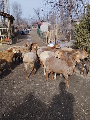 Баран, овца: Продаю | Ягненок | Арашан, Полукровка | Для разведения | Ярка — 3