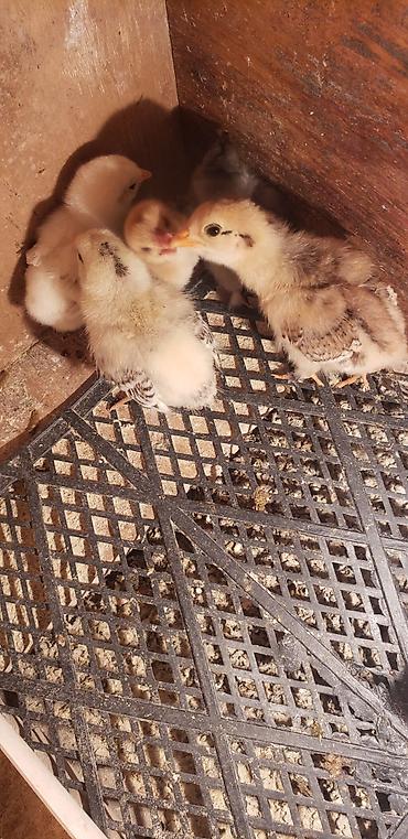 Куры, петухи: Продаю | Цыплята | Для разведения — 12