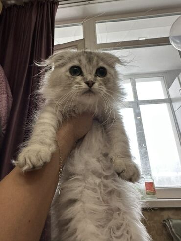 шотландская прямоухая: Скотиш Фолд (Шотландиялык шалпаң кулак), 3 айлык, Ургаачы, Ак