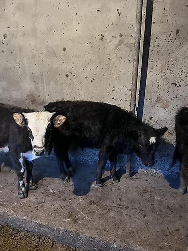 Коровы, быки: Продаю | Музоо, торпок | На откорм — 5