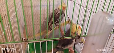 quş qaz: Nymph parakitləri (cockatiel) – cüt - Növ: Nymphicus hollandicus — 4