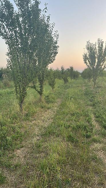 xaçmaz: Kənd təsərrüfatı, Kupça (Çıxarış) — 4