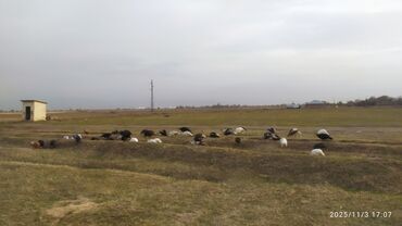 срочно продаю в связи с переездом: Продаю | Индюшка (самка) | Для разведения | Племенные