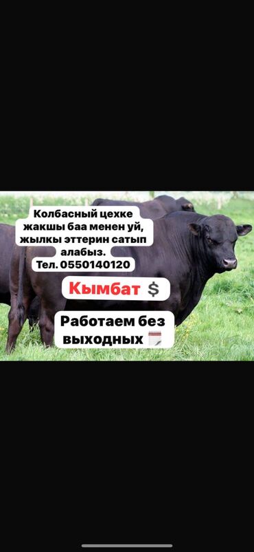 Куплю | Коровы, быки, Козы, козлы, Лошади, кони | Круглосуточно, Любое состояние, Забитый