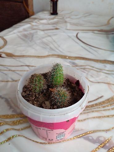 otaq gülləri: Succulent və kaktus dəsti – 3 müxtəlif bitki - Kalanxoe (sukulent) — 3