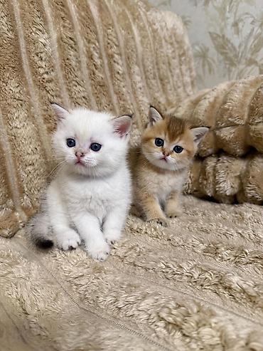 Pişiklər: Britan — 2