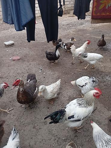 kənd toyugu: Satılir 3 ayligdilar qiymət 13 manata aşağı yeri olar kök heyvanlardi — 3