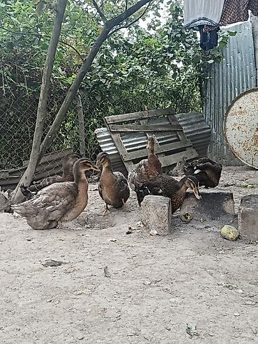 korella tutuqusu haqqında: Blue Rouen Ördekleri. Xarici sort ordekler.(Ətrafli məlumat — 7