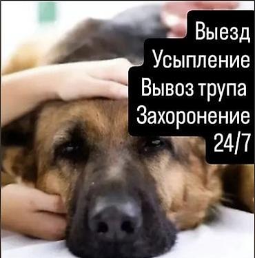 вет аптеки: Услуги для домашних животных 24/7: - Выезд специалиста на дом - — 1