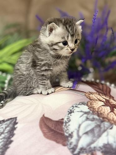 Продажа кошек: Шотландские котята (скоттиш-фолд/скоттиш-страйт), окрасы серебристый — 4