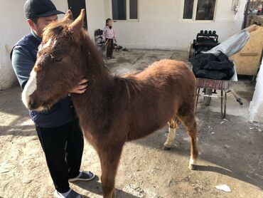 наполнитель для животных: Продаю | Конь (самец), Жеребенок | Рабочий