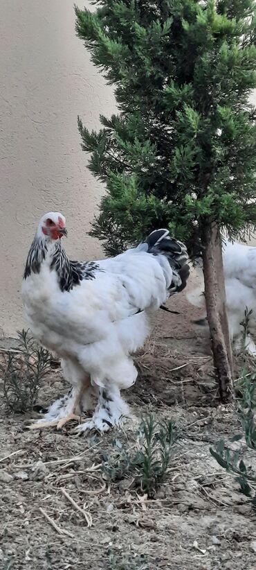 Toyuq, Brama, Damazlıq