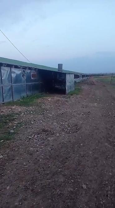 dostluq kinoteatri unvani: Ferma satilir Fuzuli rayonunda. ərazi 3 hektar Nar baǧi movcudur.Su — 9