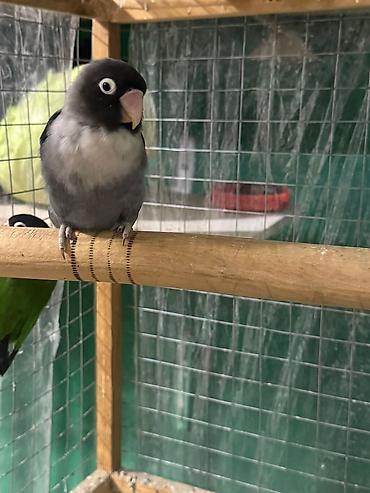 Tutuquşları: Məhsul: Sevgi quşları (Agapornis) Ünvan. 4 mkr dairəsi Təsvir: - — 5