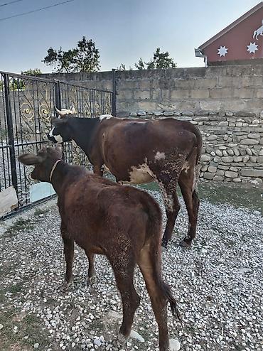 lal ördək satışı: Saxlama təsərrüfatından inək və bala - Südlük istiqamətli, buynuzlu — 5