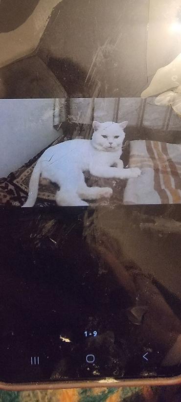 Pişiklər: Ev pişiyi – müxtəlif rənglərdə - Rənglər: tünd boz (mavi tonlu), ağ — 8