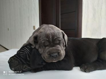 heyvanlar satışı: Kane-Korso, 1 ay, Erkək — 1