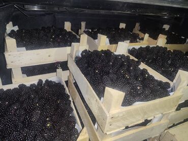 Ежевика: Ежевика — 9