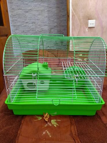 Gəmiricilər: Salam. Disi xomyak satilir. Qefesle birge. Qefesde gorduyunuz her sey -da lalafo.az — 16 Gəmiricilər: Salam. Disi xomyak satilir. Qefesle birge. Qefesde gorduyunuz her sey — 16