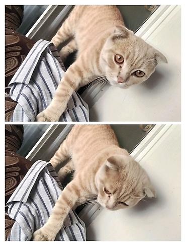 Кошки: Шотландская — 1
