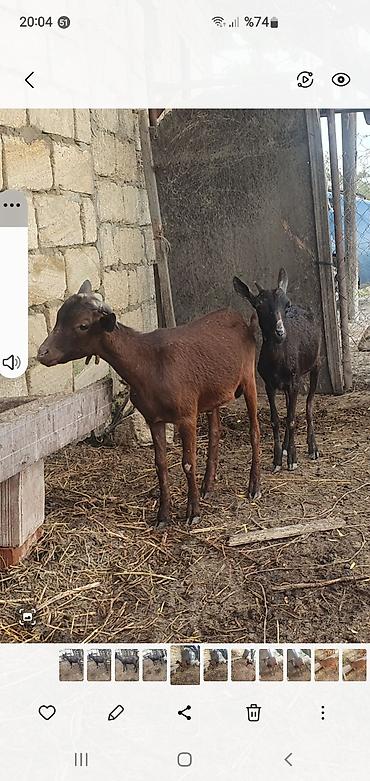 heleb kecileri: Məhsul: Yerli keçilər (qara və qəhvəyi rənglərdə) Təsvir: - — 1