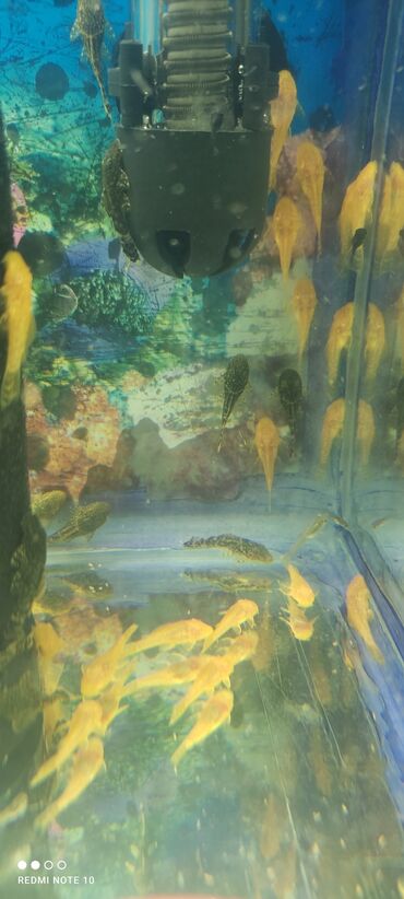 аквариум без рыб: Ancitrus balalari.90 denedir.2,5-3 santidirlar.biri 1.50 gepikden tek