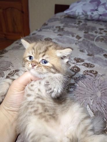 Pişiklər: Britan — 1