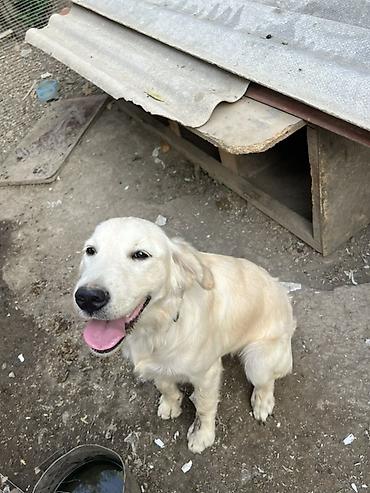 şirin it adları: Retriever, 6 ay, Dişi — 2