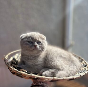 Pişiklər: Şotland yastı qulaq, Erkək, Dişi, Ödənişli çatdırılma, Ünvandan götürmə -da lalafo.az — 2 Pişiklər: Şotland yastı qulaq, Erkək, Dişi, Ödənişli çatdırılma, Ünvandan götürmə — 2