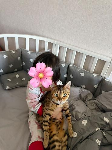 собаки самки: Продам бенгальскую кошку, не стерилизована Возраст 2 года Отличный — 2