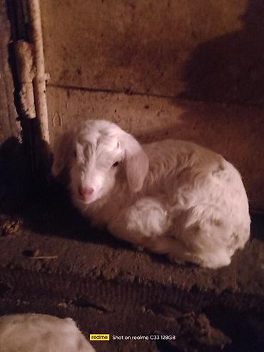 Козы, козлы: Продаю | Козлёнок | Зааненская | Для разведения at lalafo.kg — 4 Козы, козлы: Продаю | Козлёнок | Зааненская | Для разведения — 4