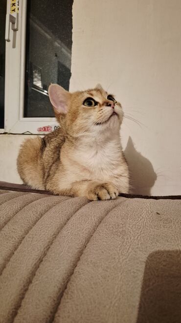 Pişiklər: Qızıl şinşilla, Erkək, Cütləşmə üçün — 1