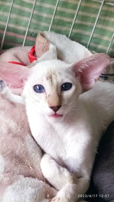 Продажа кошек: Ориентальная, 2 года, Девочка, Белый, Кастрирована, Приучена к лотку, Проглистована — 3
