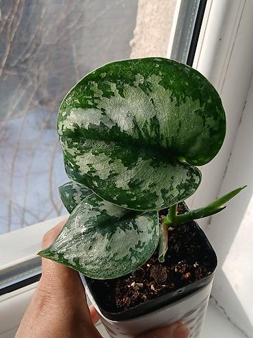 Женское счастье (Спатифиллюм): Комнатные растения в горшках 1) Цитрус (лимон/апельсин из косточки) — — 10