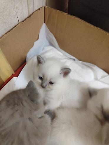 Pişiklər: Britan, Dişi — 15