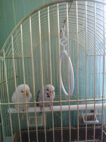 попугай ара бишкек: А/ч жаныбарлары үчүн тоюттар
