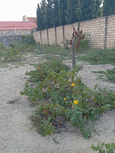 Torpaq sahələrinin satışı: 8 sot, Tikinti, Mülkiyyətçi, Kupça (Çıxarış) — 3