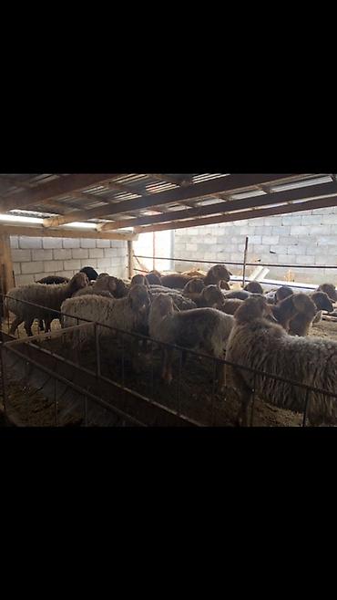 Баран, овца: Продаю | Овца (самка) | Для разведения — 4
