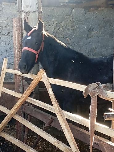 Лошади, кони: Продаю | Жеребенок | Для разведения | Племенные — 1