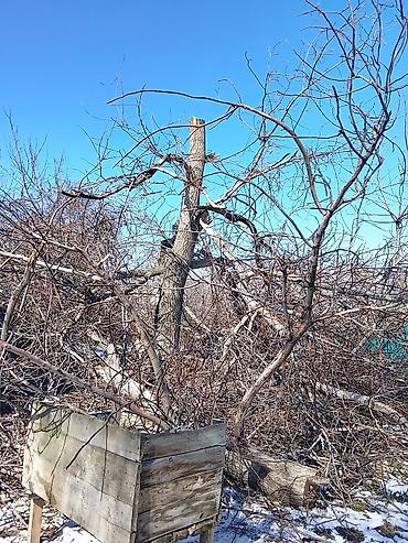 чоп орчу: Альпинистская спиловка и обрезка деревьев Профессиональные высотные — 6