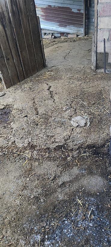 Все для дома и сада: Навоз с подстилкой из соломы. Подходит для удобрения огорода, сада — 2