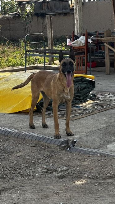 собака шиба ину: Бельгия овчаркасы, 3 жаш, Ургаачы, Ит тегин тастыктоочу документ lalafo.kg да собака шиба ину: Бельгия овчаркасы, 3 жаш, Ургаачы, Ит тегин тастыктоочу документ