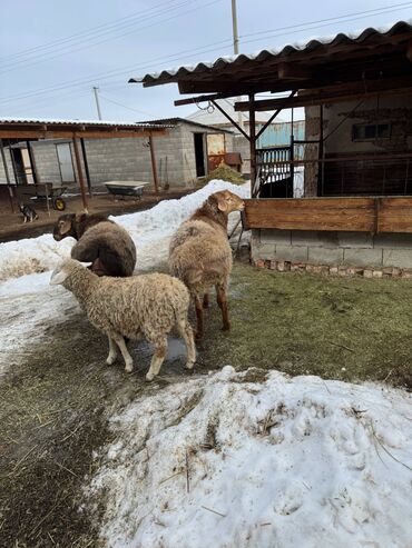 Бараны, овцы: Продаю | Баран (самец) | Полукровка | На забой — 5