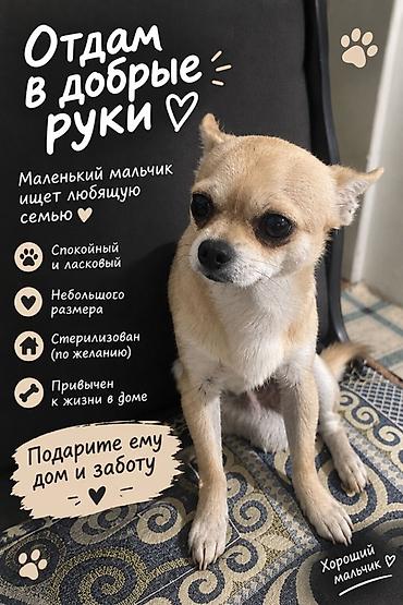 Отдам в добрые руки маленького пса-компаньона. Описание: - Спокойный