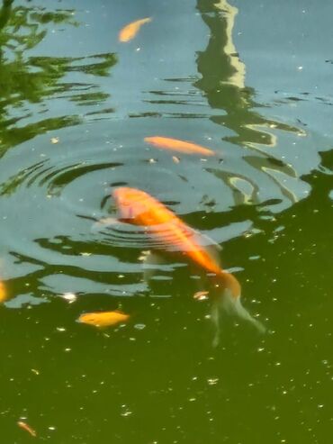 akvarium qiymətləri: Koi ve Oranda baliqlari hovuz seraitine ve soyuqa dozumlu. Heyet