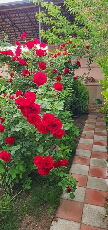 Uzunmüddətli kirayə evlər: 100 kv. m, 3 otaqlı, Su, Qaz, İşıq — 13