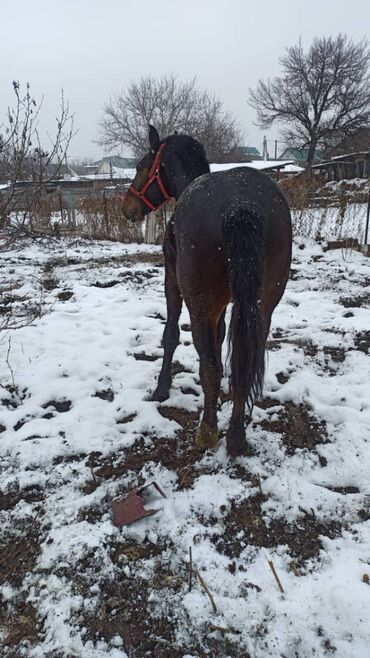 Лошади, кони: Продаю | Жеребенок | Рабочий, Конный спорт — 2