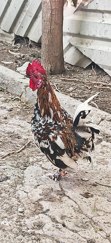 heyvan alqi satqisi: Yetiwkin damazliq yaponkalardi cox xirda novdu fere yumurtlayir tek — 2